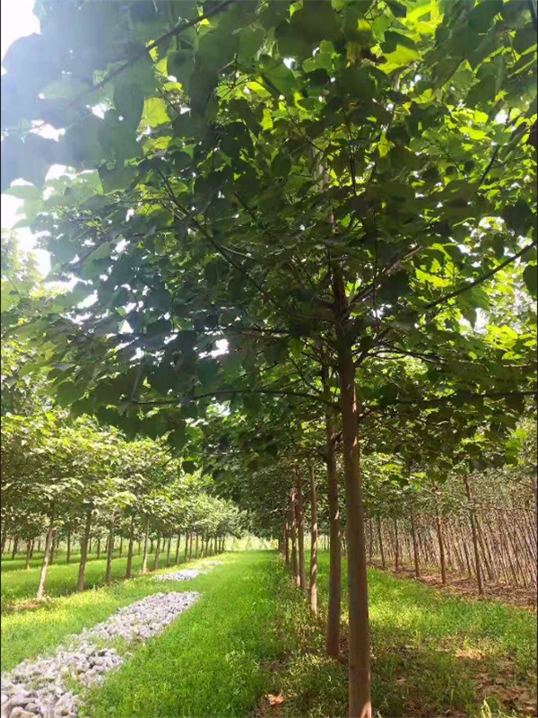 泡桐树怎么样？