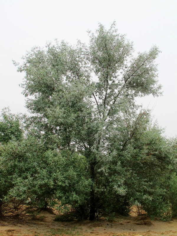 沙枣怎么种？沙枣如何管理？