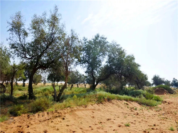 沙枣生长习性、产地分布、形态特征、主要价值是怎么样的？