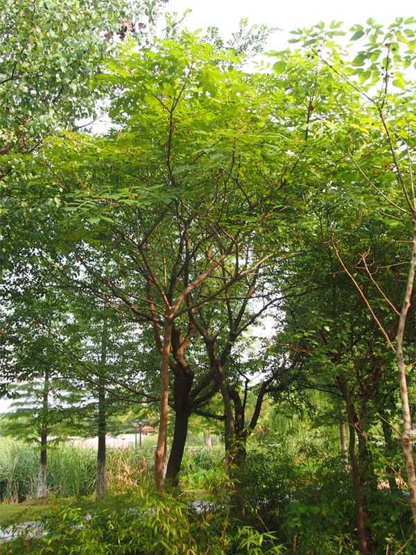 盐肤木怎么样？