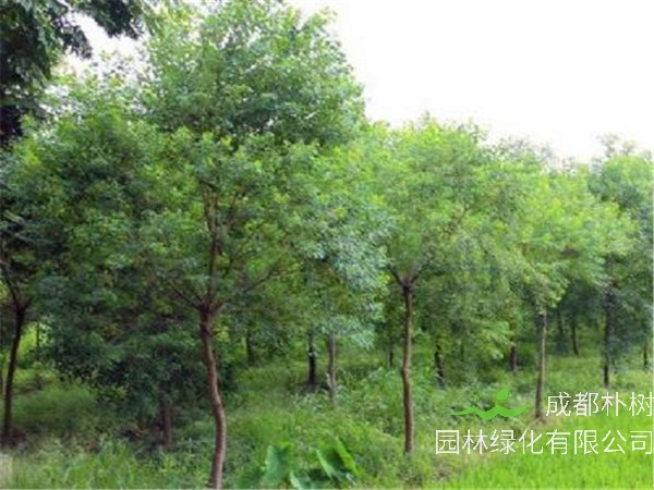 山乌桕如何种植，如何修剪？