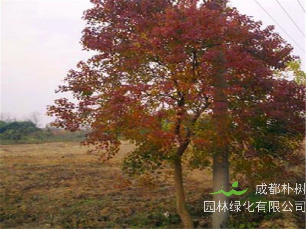 山乌桕是什么科的？