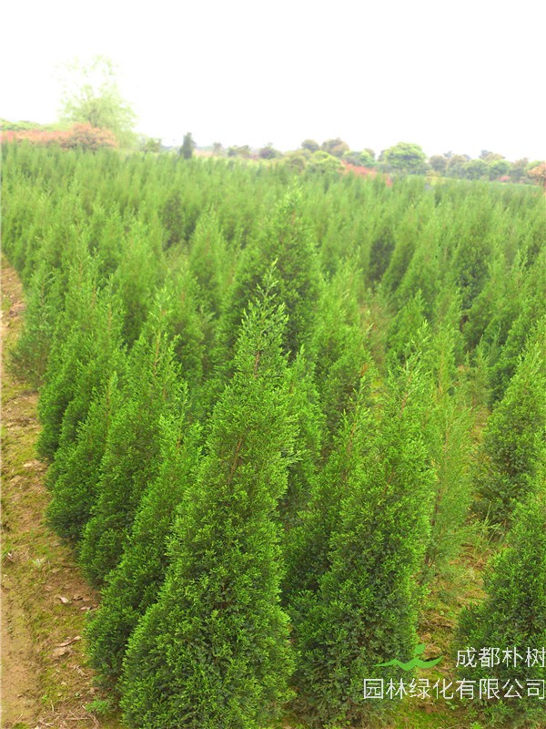 塔柏怎么种植？塔柏怎么浇水？