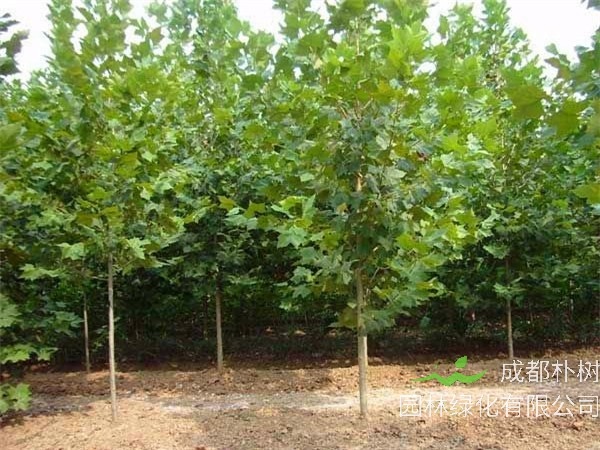 悬铃木病害有哪些？