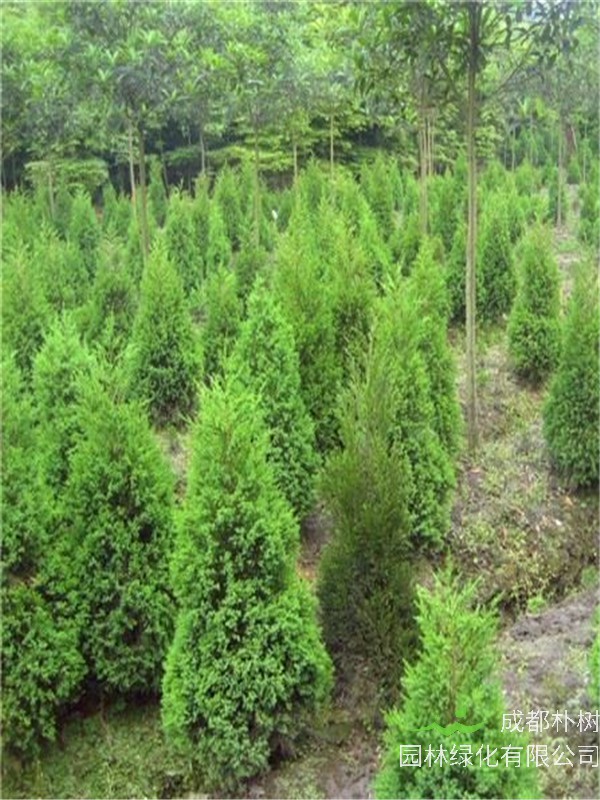 松柏与塔柏的区别是什么？