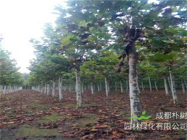 为什么叫悬铃木？