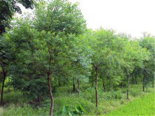 山乌桕如何种植，如何修剪？