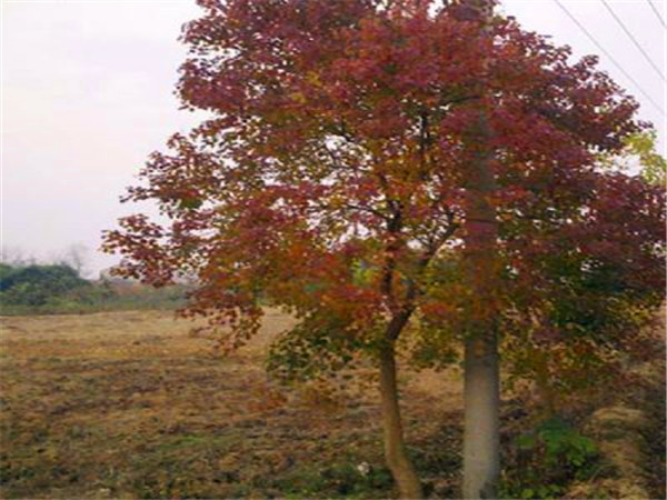 山乌桕是什么科的？