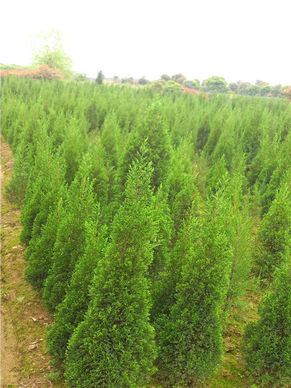 塔柏怎么种植？塔柏怎么浇水？