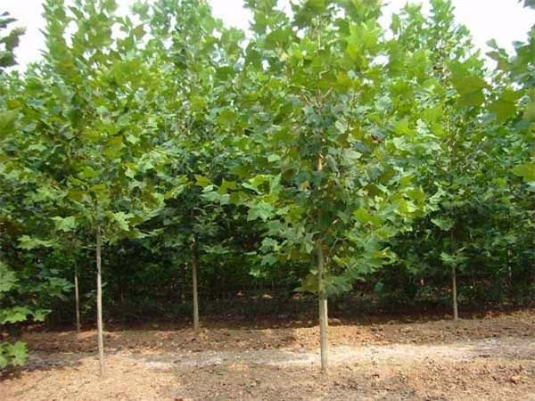 悬铃木病害有哪些？