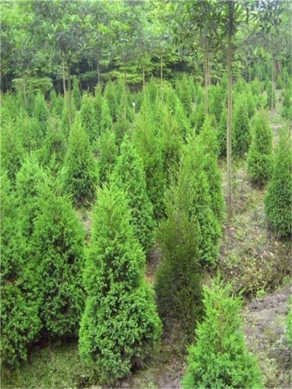 松柏与塔柏的区别是什么？