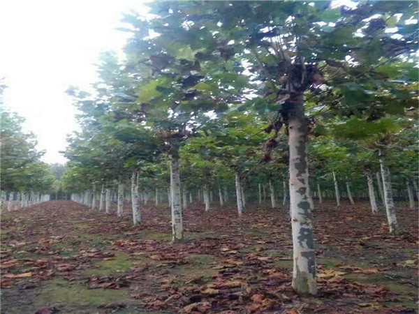 为什么叫悬铃木？