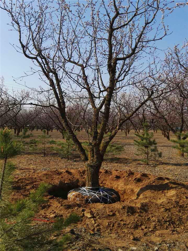 山杏树如何种植，如何养护？