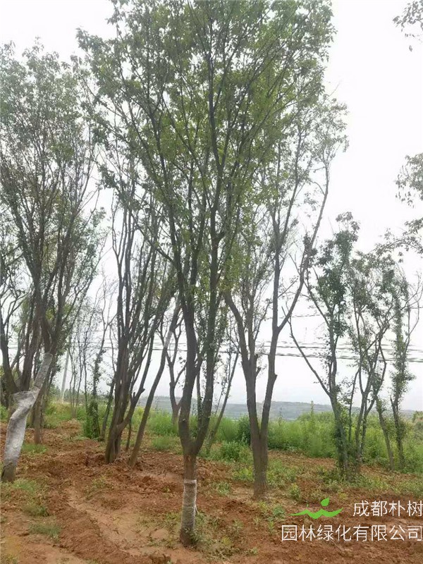 茶条槭如何栽培养护？