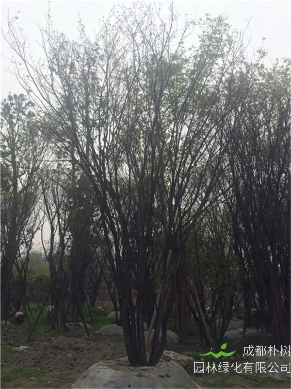 茶条槭怎么样？