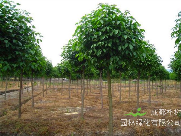 重阳木怎么样？