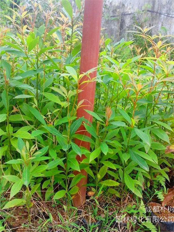 金丝楠如何种植？金丝楠盆栽如何养殖？