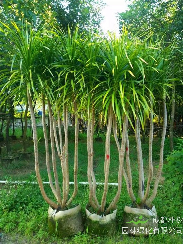 龙血树如何繁殖？龙血树如何养？