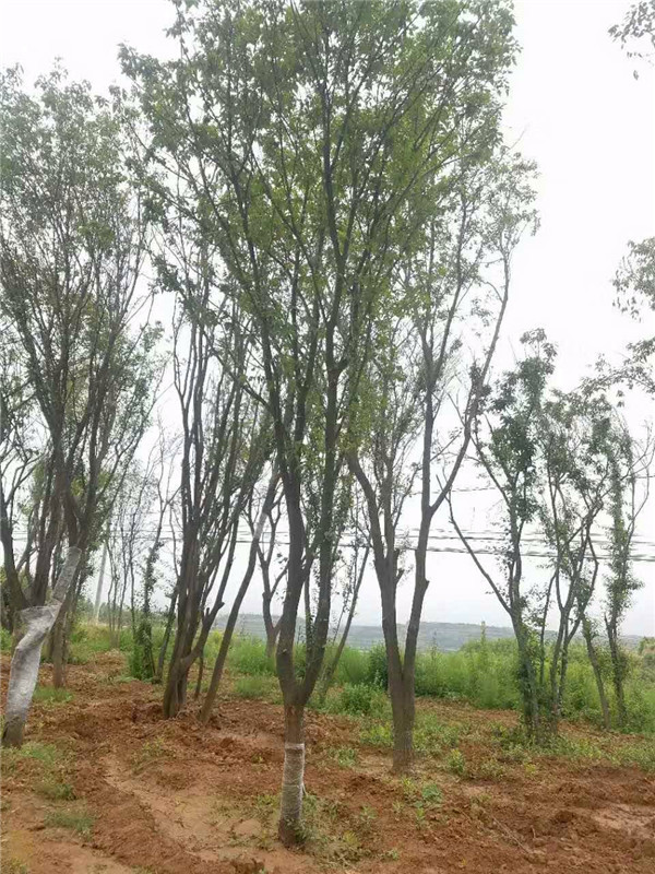 茶条槭如何栽培养护？