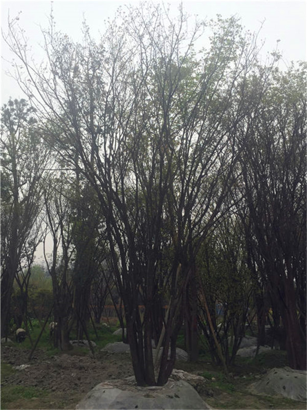 茶条槭怎么样？