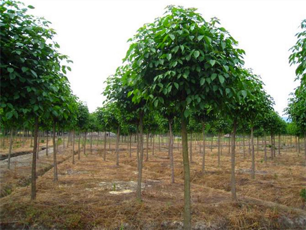 重阳木怎么样？