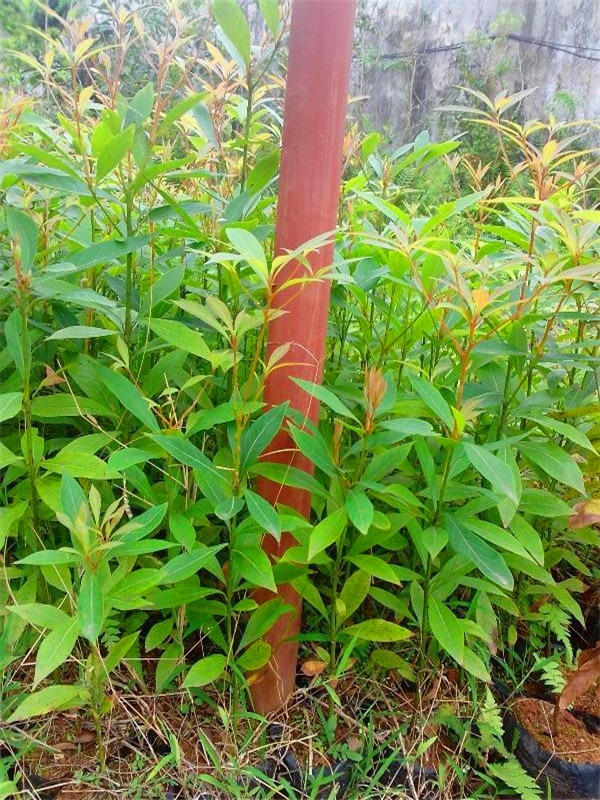 金丝楠如何种植？金丝楠盆栽如何养殖？