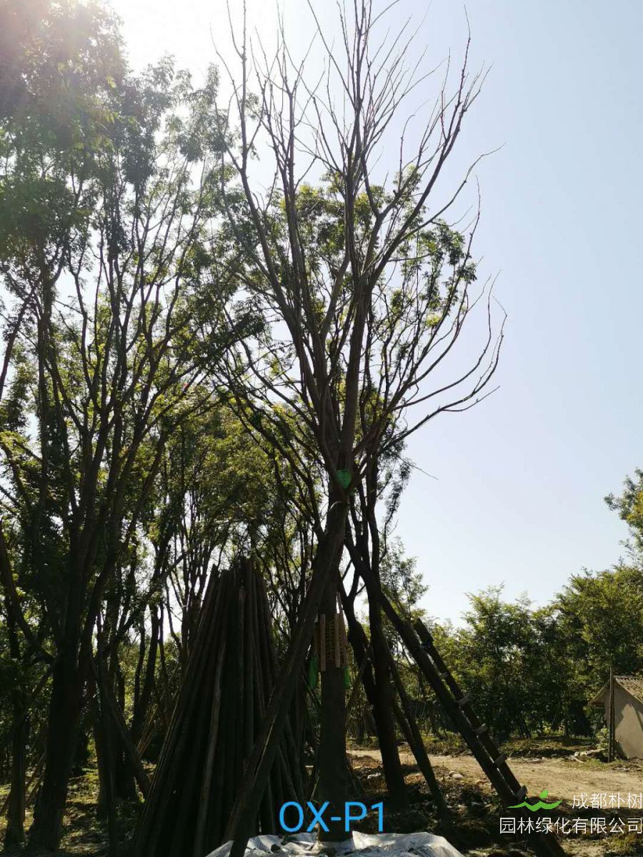 成都市-郫都区25公分朴树最新价格是多少喃？