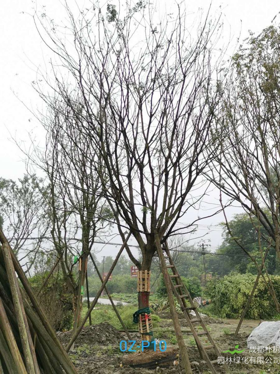 27公分皂角树价格详情-价格趋势是什么？