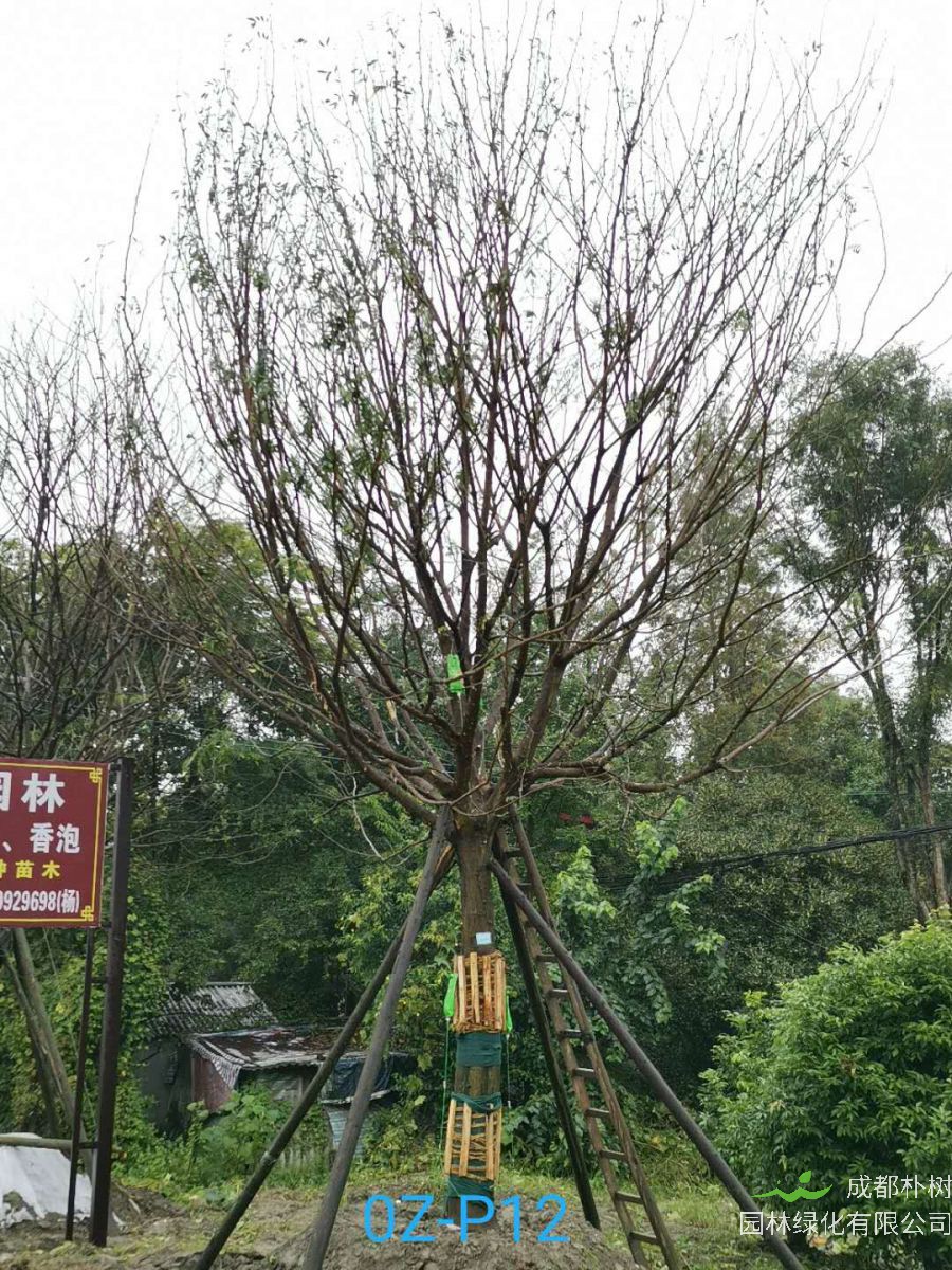 2020年28-29公分皂角树价格趋势是怎么样的？