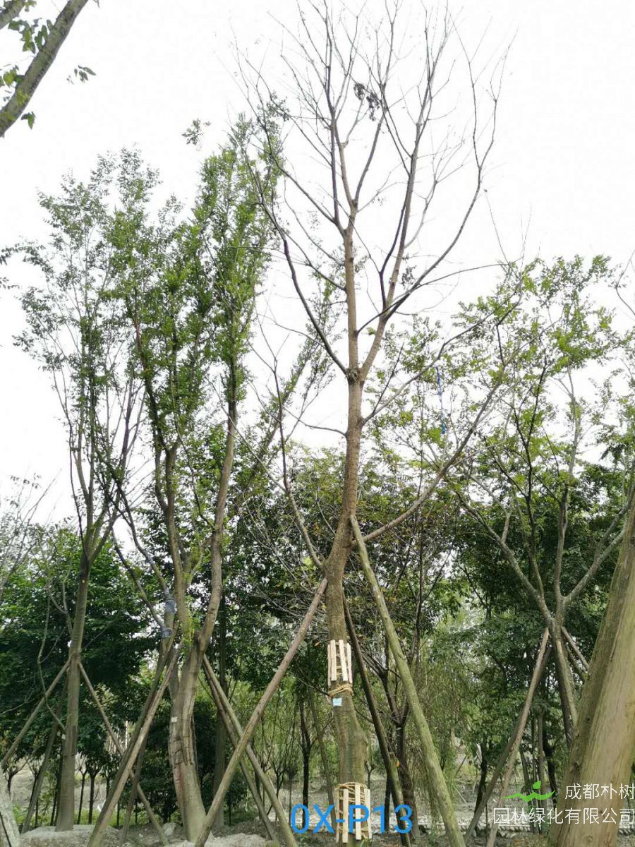 28公分朴树价格趋势是怎么样的？