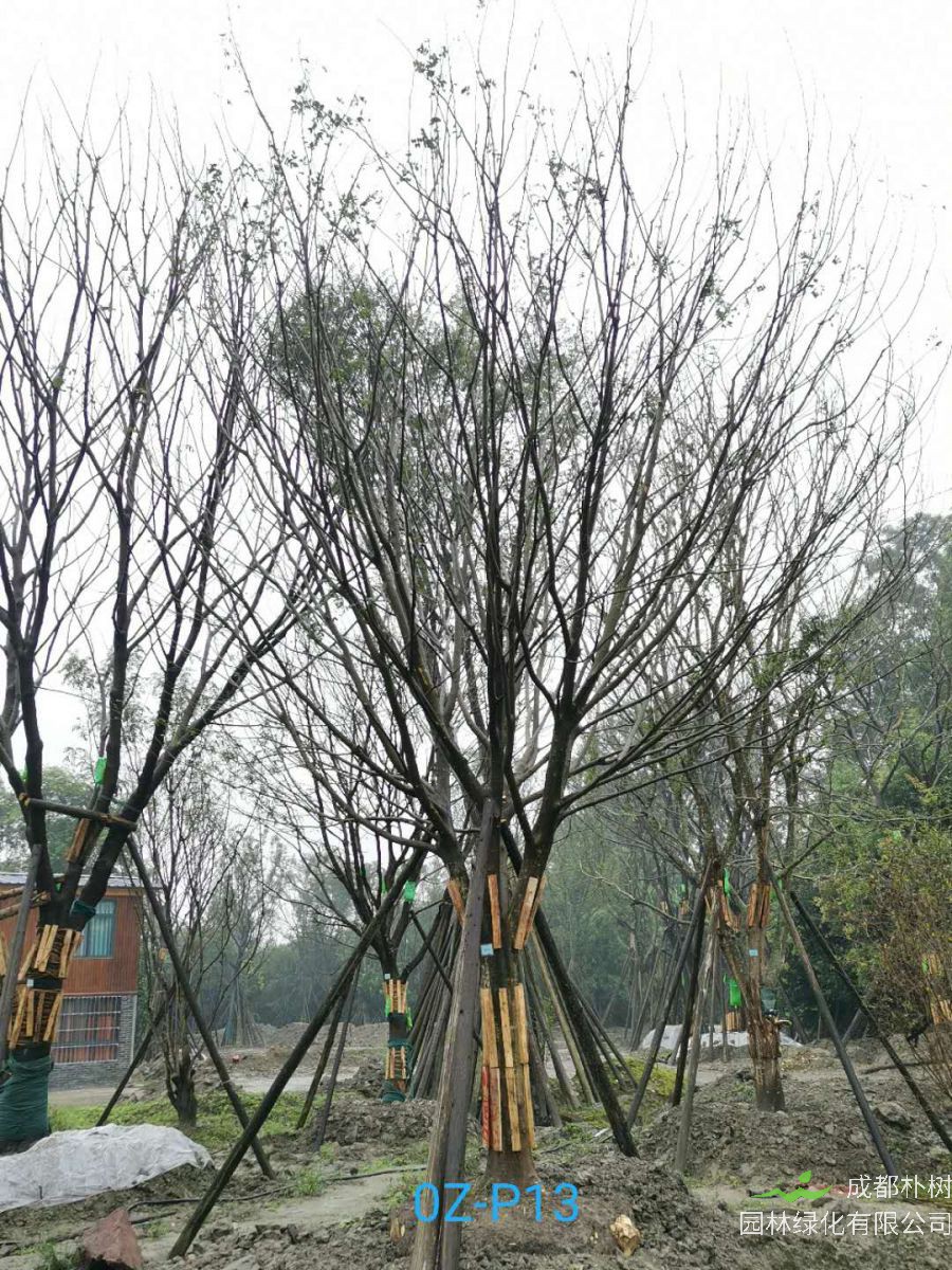 25公分皂角树在2020年价格是什么样的？