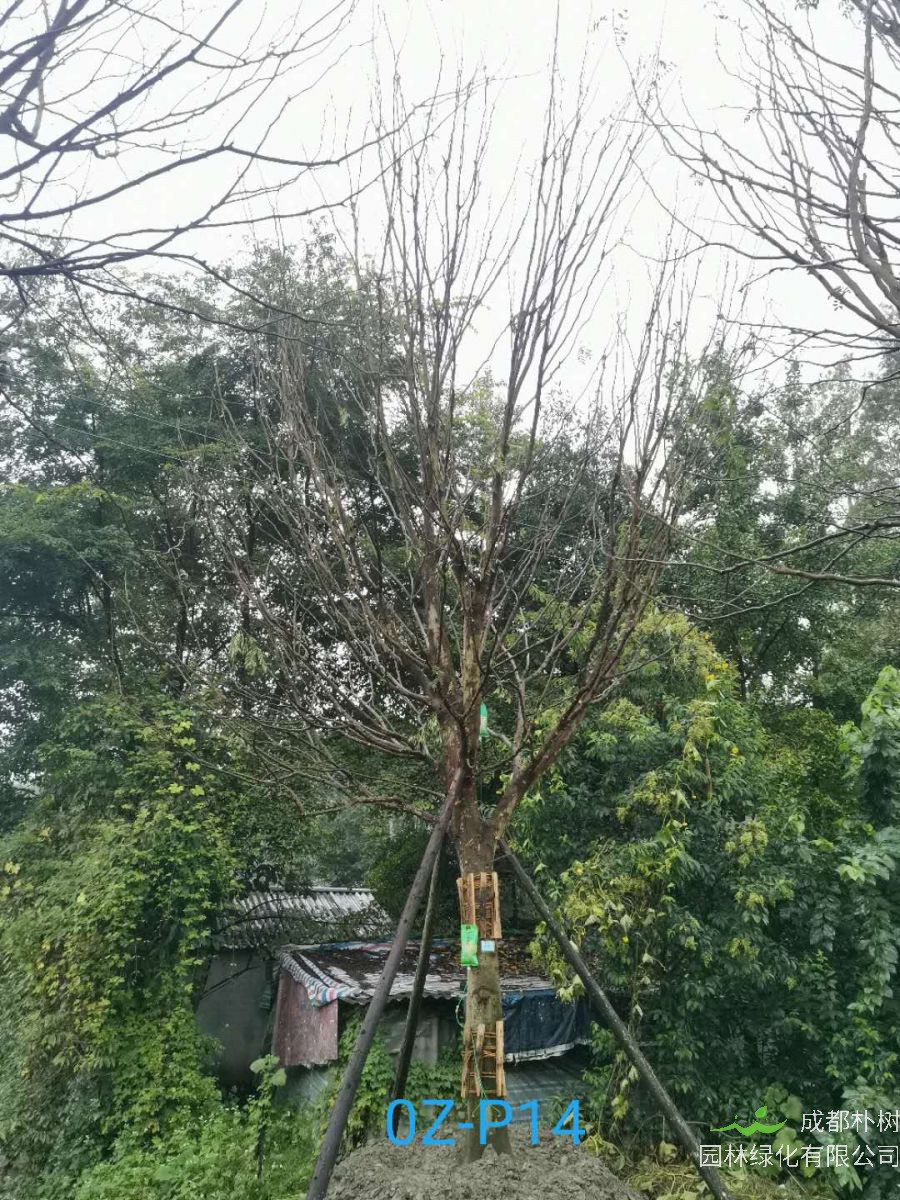 27公分皂角树价格详情-价格趋势是什么？