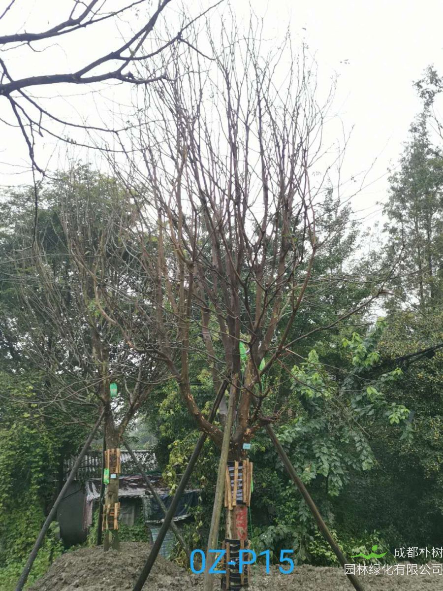 2020年28-29公分皂角树价格趋势是怎么样的？