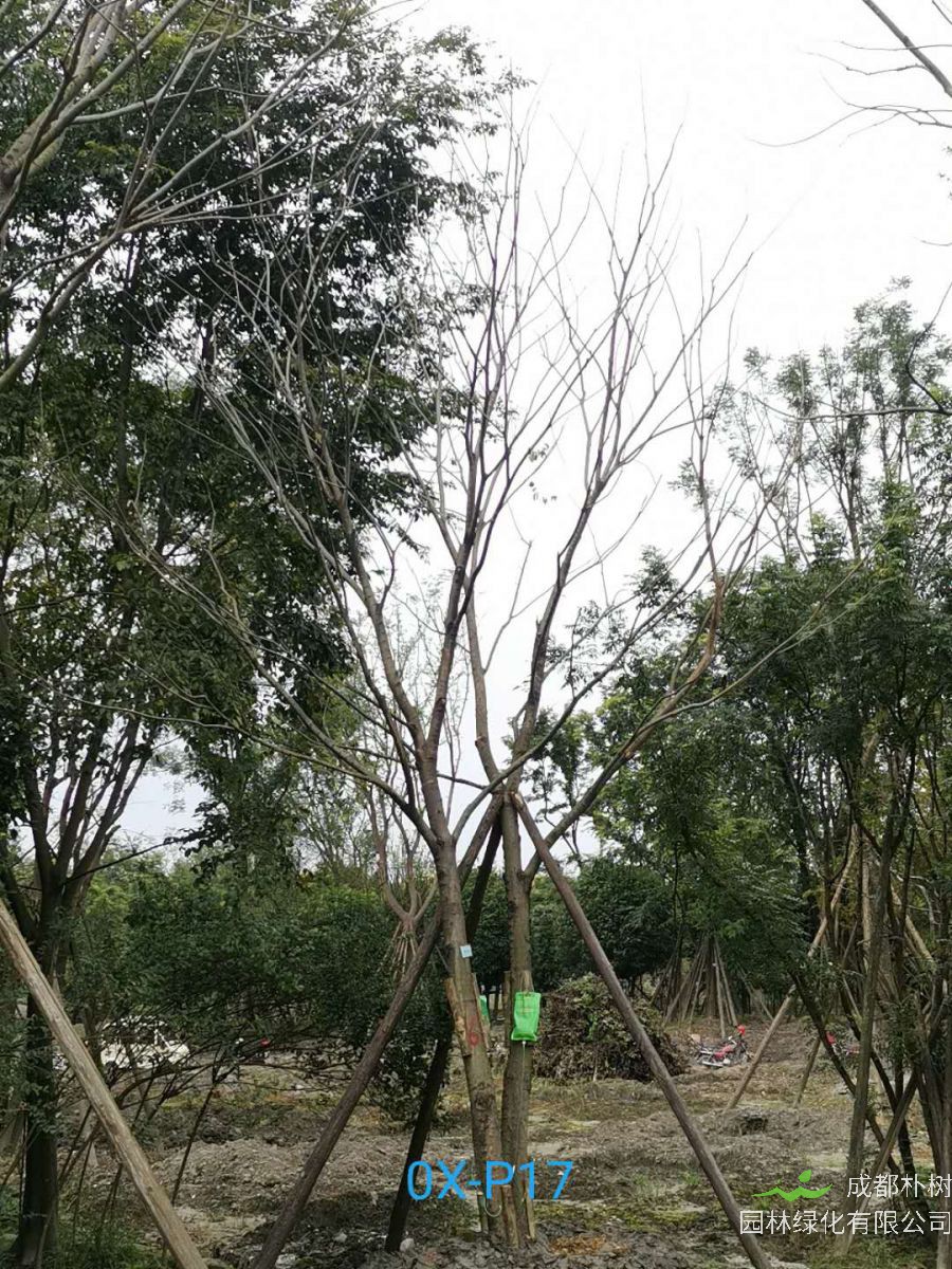 成都市-郫都区25公分朴树最新价格是多少喃？