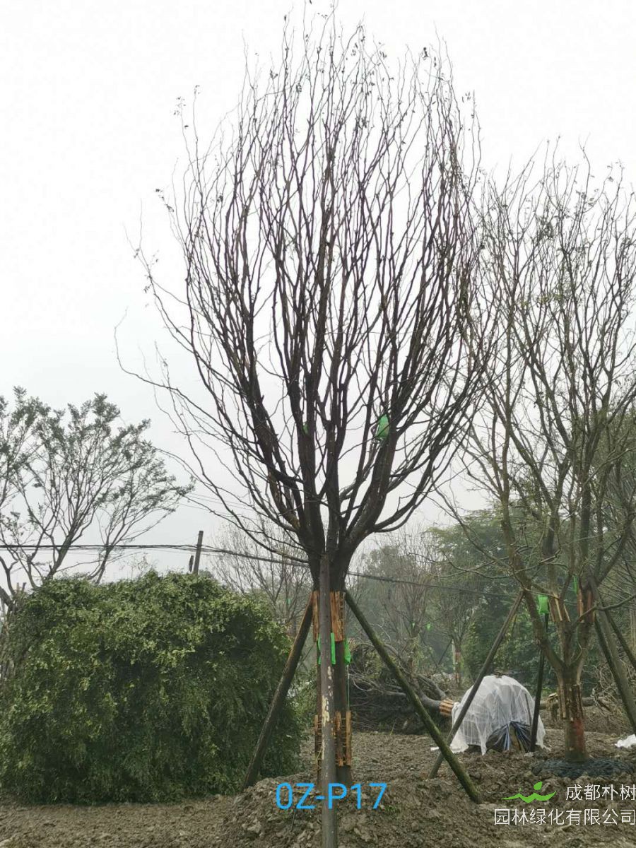 27公分皂角树价格详情-价格趋势是什么？