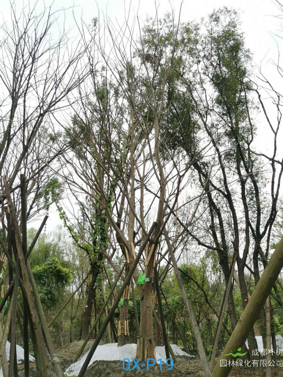 成都市-郫都区25公分朴树最新价格是多少喃？