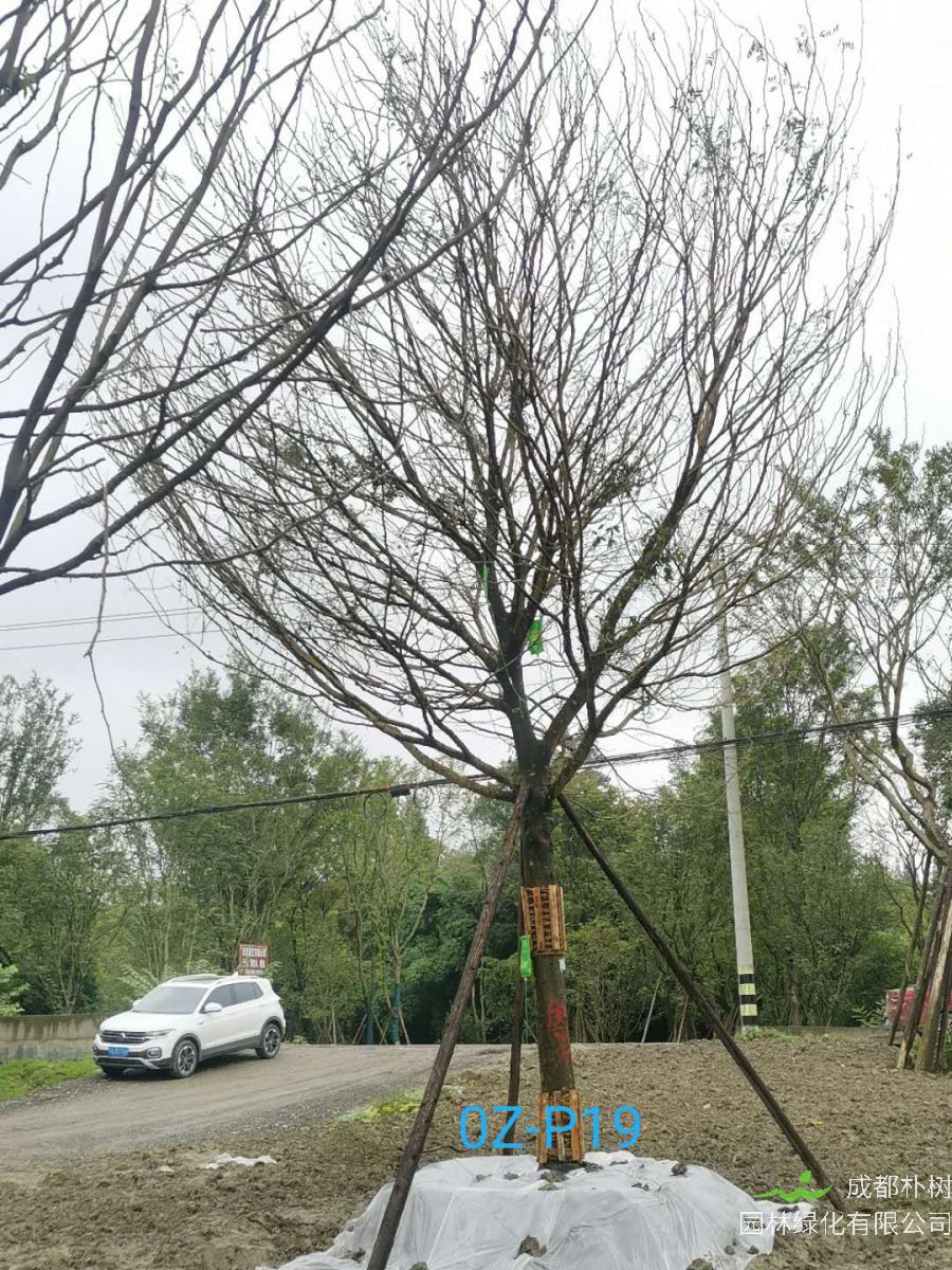 25公分皂角树在2020年价格是什么样的？