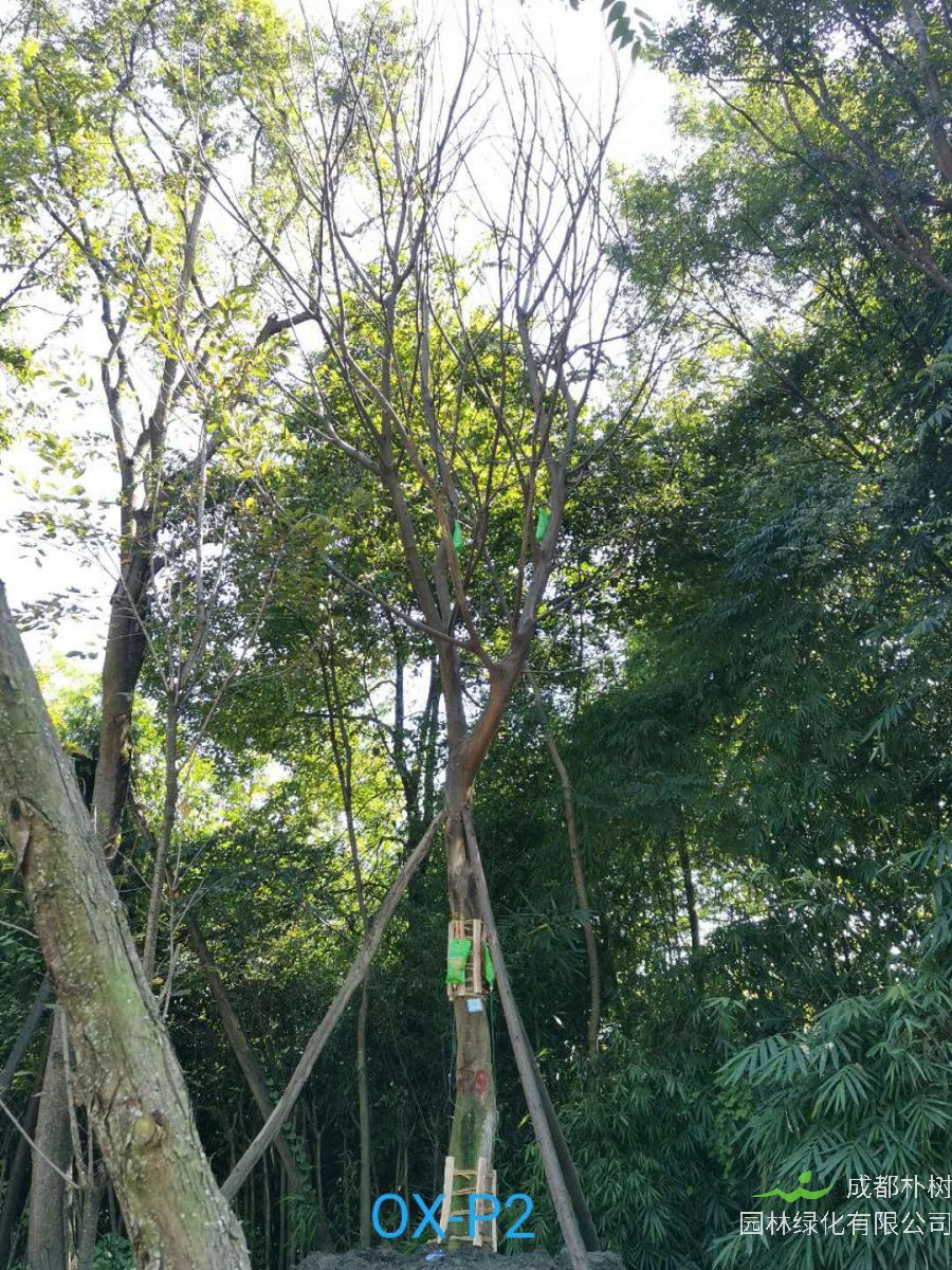 成都市-郫都区25公分朴树最新价格是多少喃？