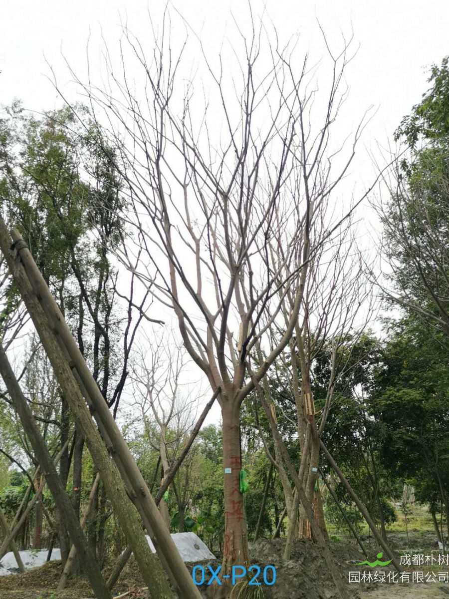 成都市-郫都区25公分朴树最新价格是多少喃？