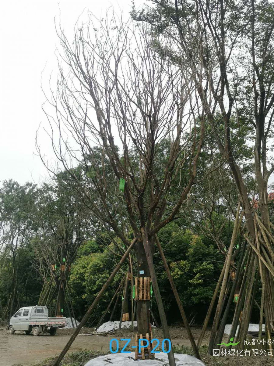 27公分皂角树价格详情-价格趋势是什么？