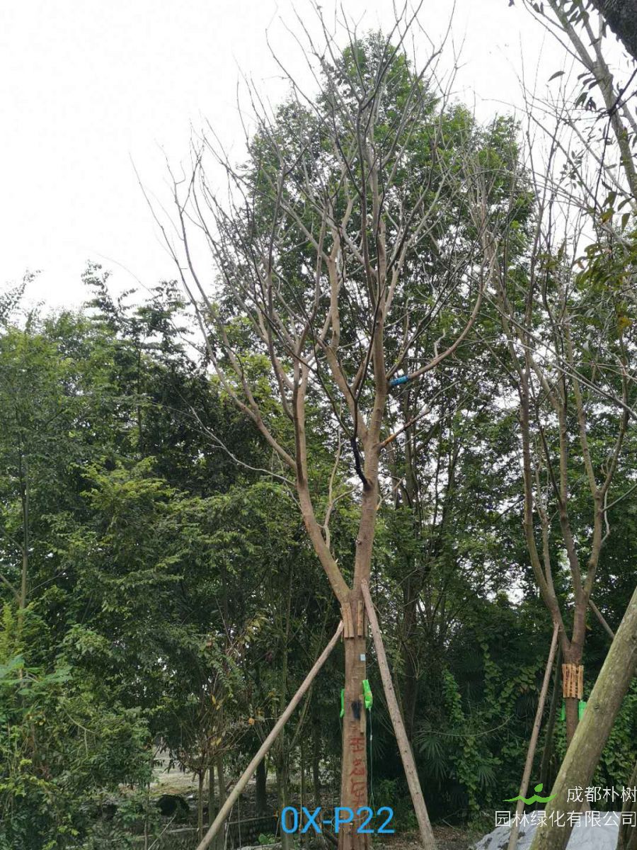 成都市-郫都区25公分朴树最新价格是多少喃？