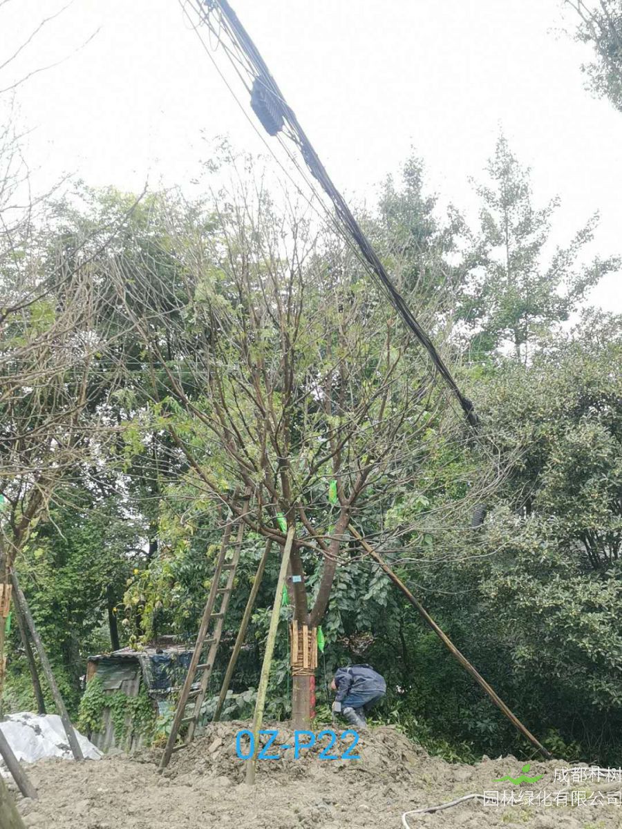 25公分皂角树在2020年价格是什么样的？