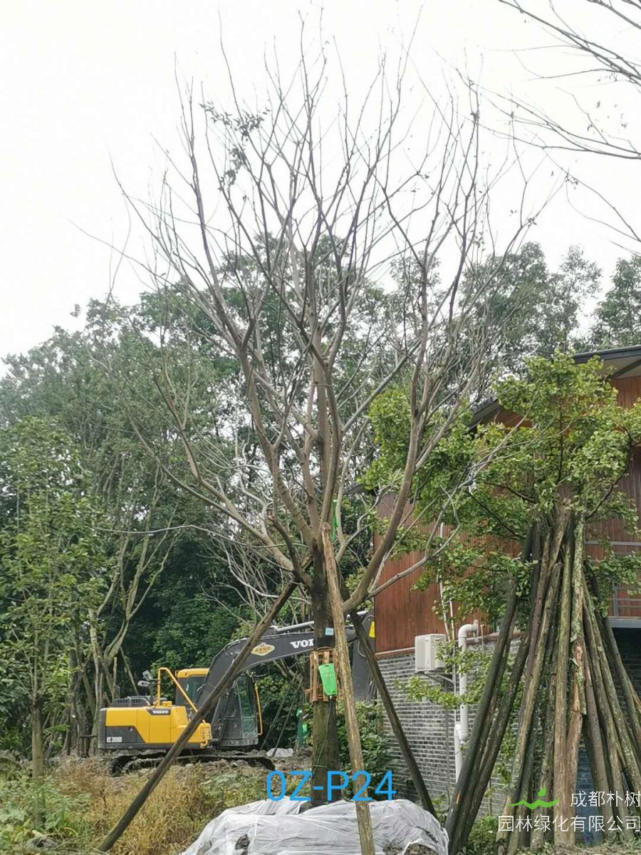 四川省-成都市20-24公分朴树价格趋势是怎么样的？