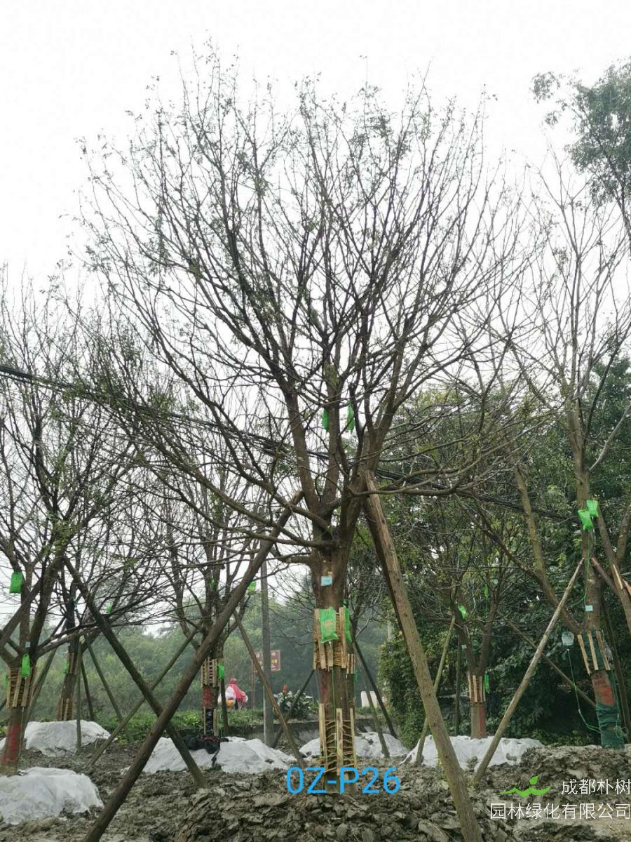 25公分皂角树在2020年价格是什么样的？