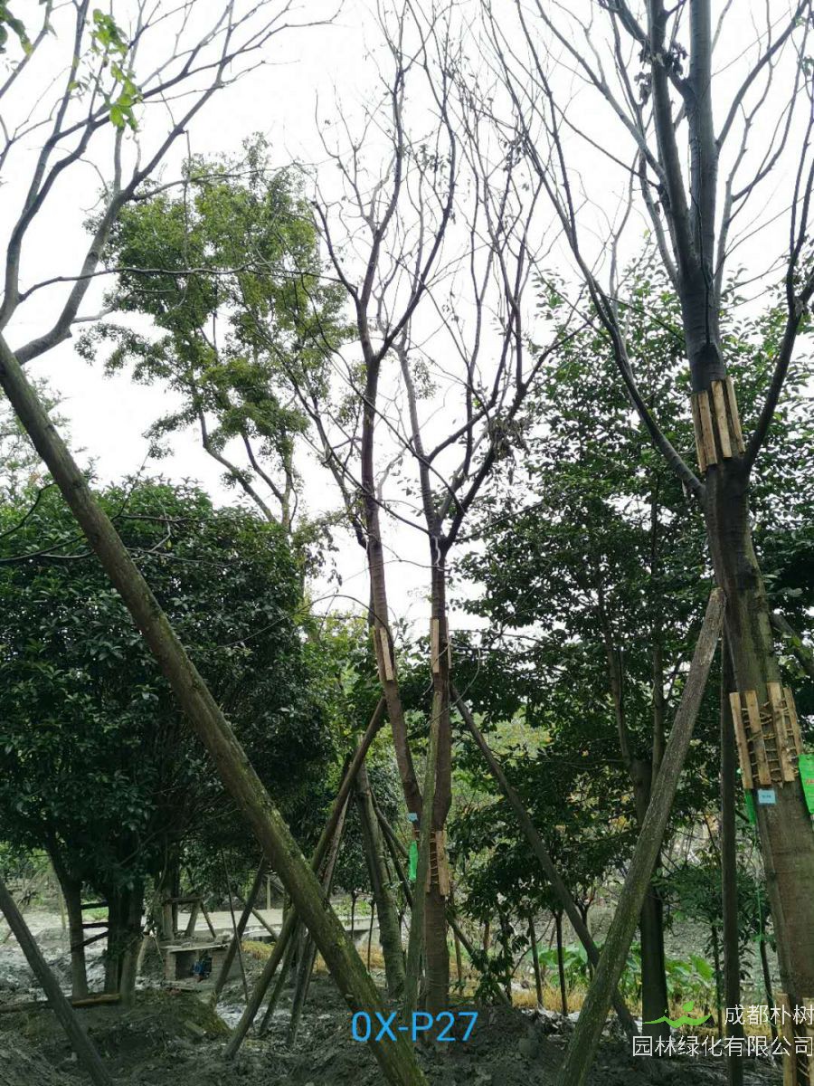 四川省-成都市20-24公分朴树价格趋势是怎么样的？