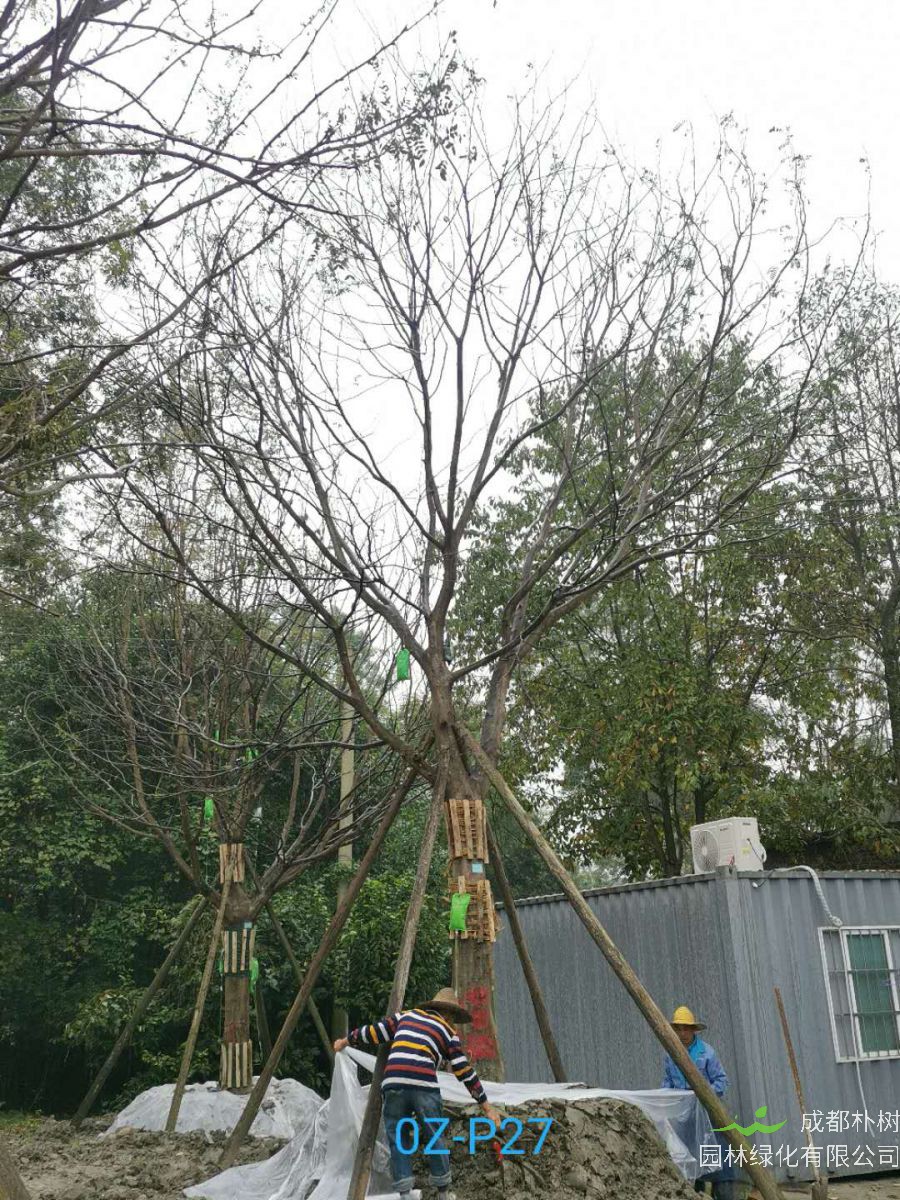 成都市30-31公分皂角树价格怎么样？