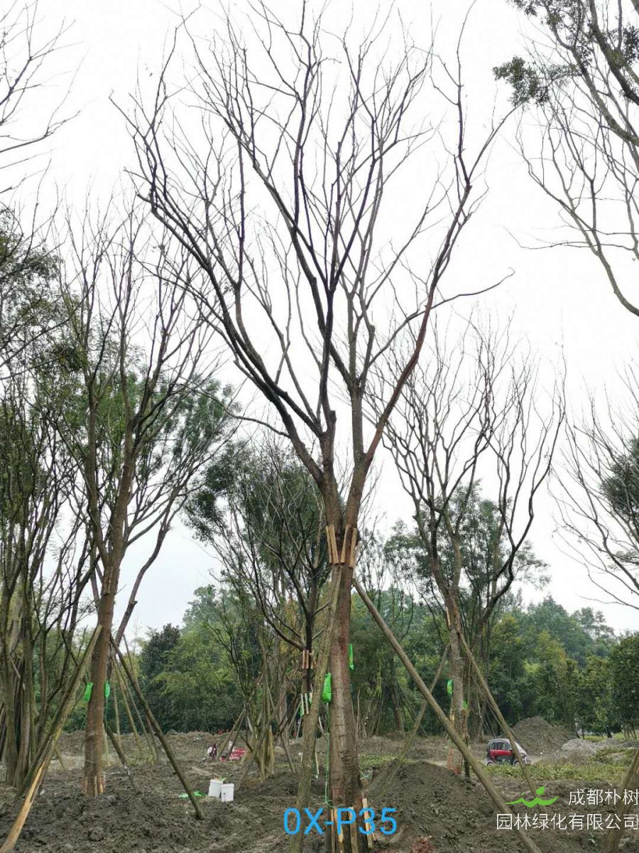 2020年26公分精品朴树价格趋势怎么样？