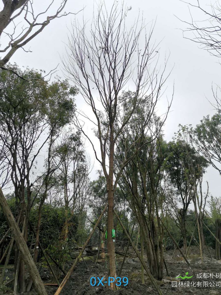 成都市27公分朴树价格详情