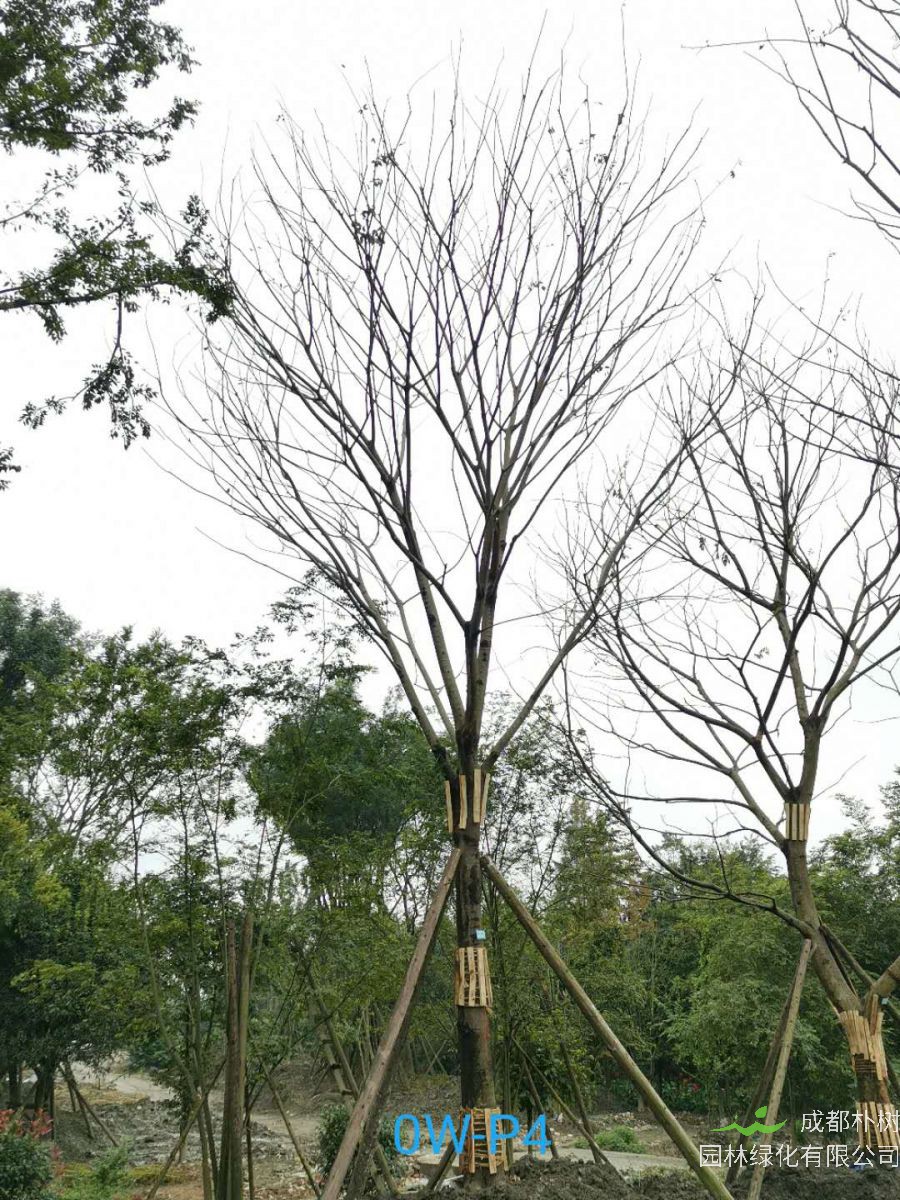 成都市27公分朴树价格详情