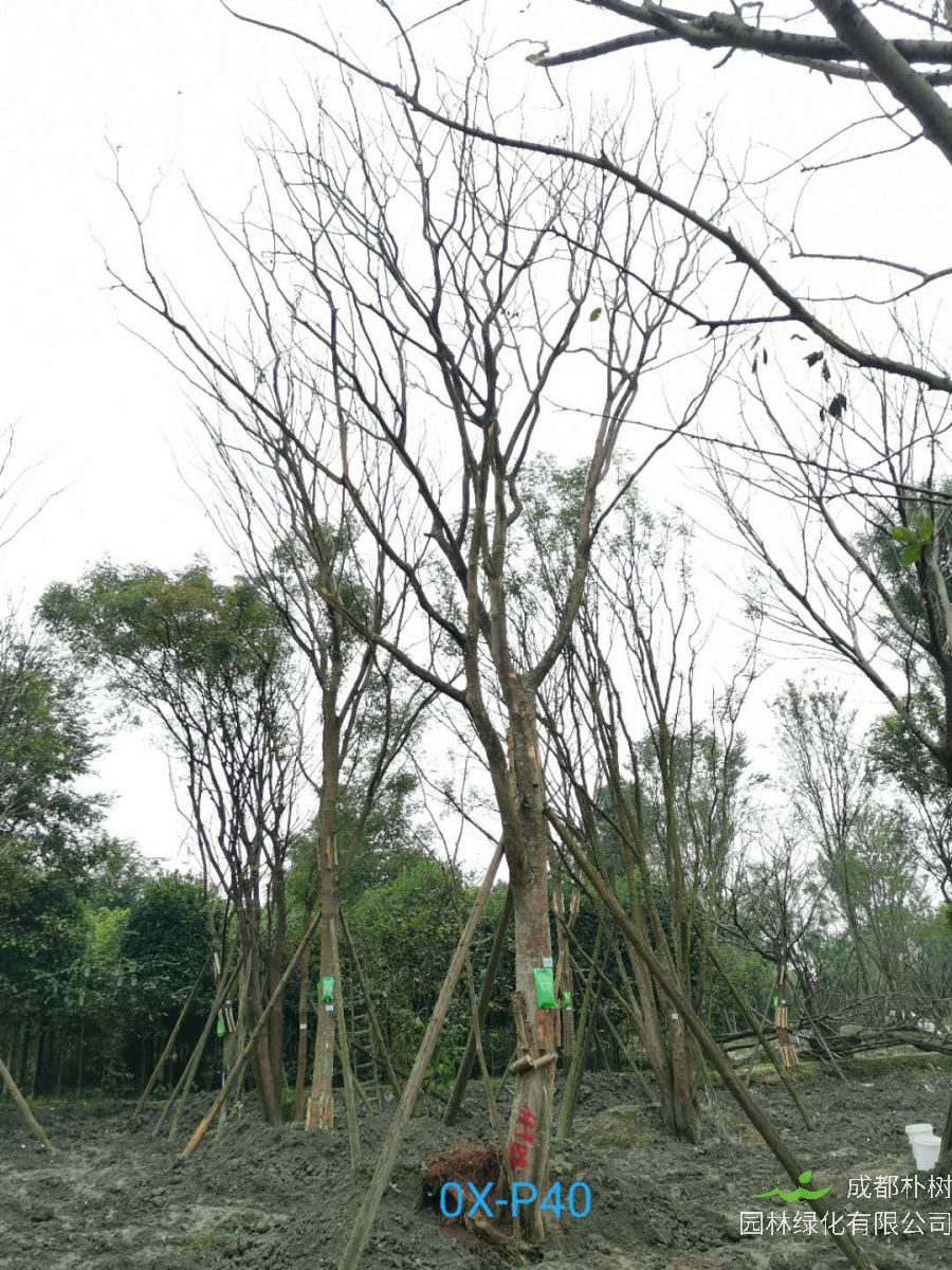 28公分朴树价格趋势是怎么样的？